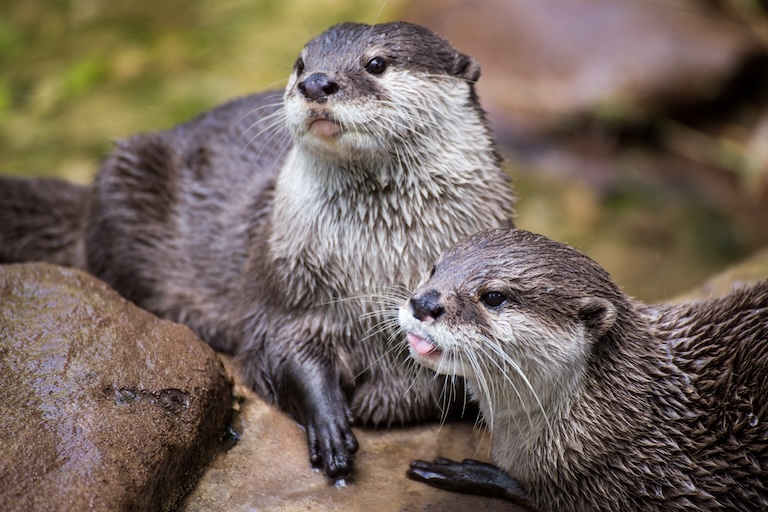 Pair of River Otters cuddling and relaxing