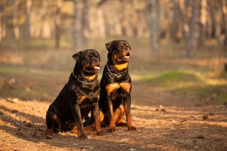Rottweiler taking a rest on the walk way