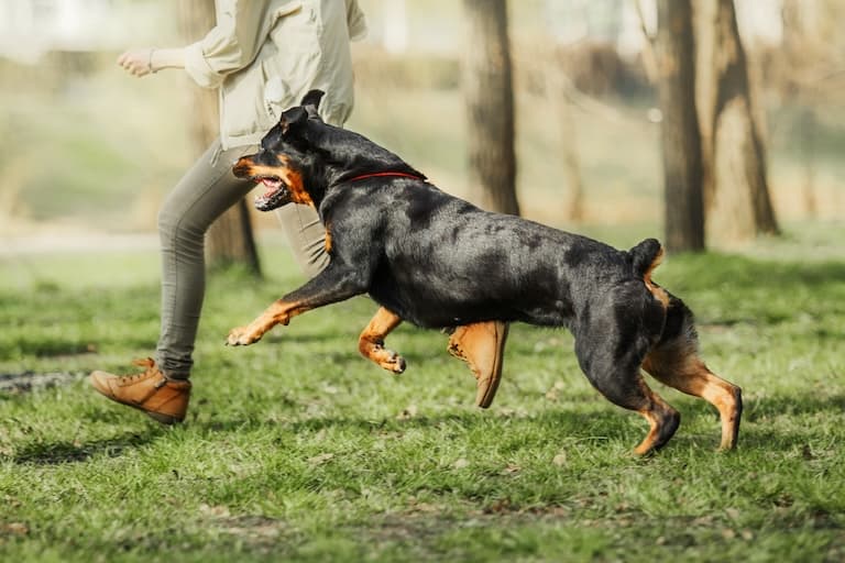 Rottweiler running after its master