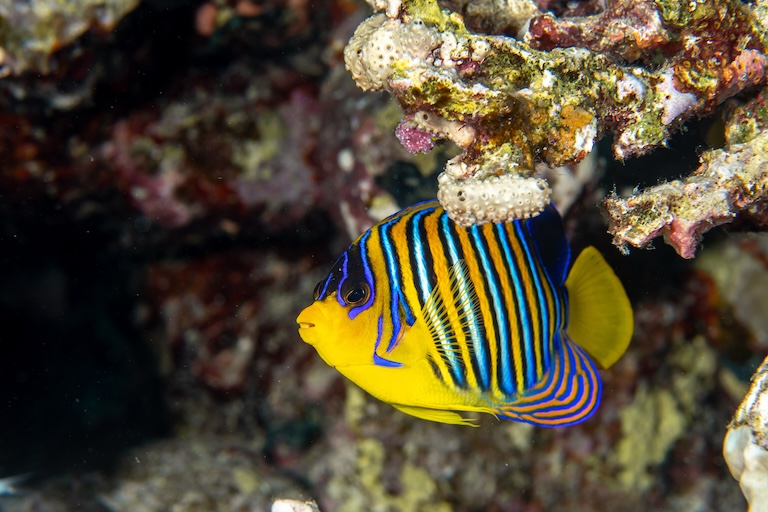 Royal Angelfish hiding under the reef