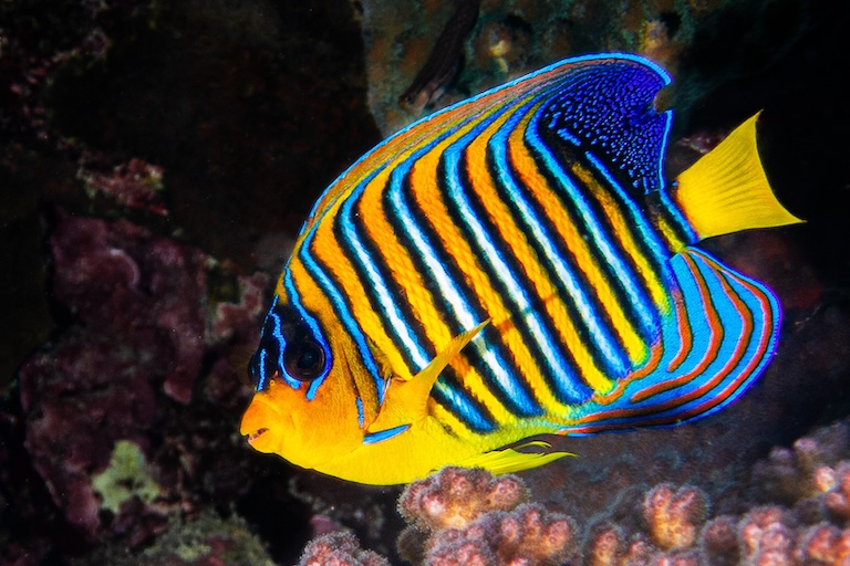 Royal Angelfish profile