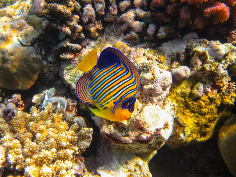 Royal Angelfish swimming deep in the sea