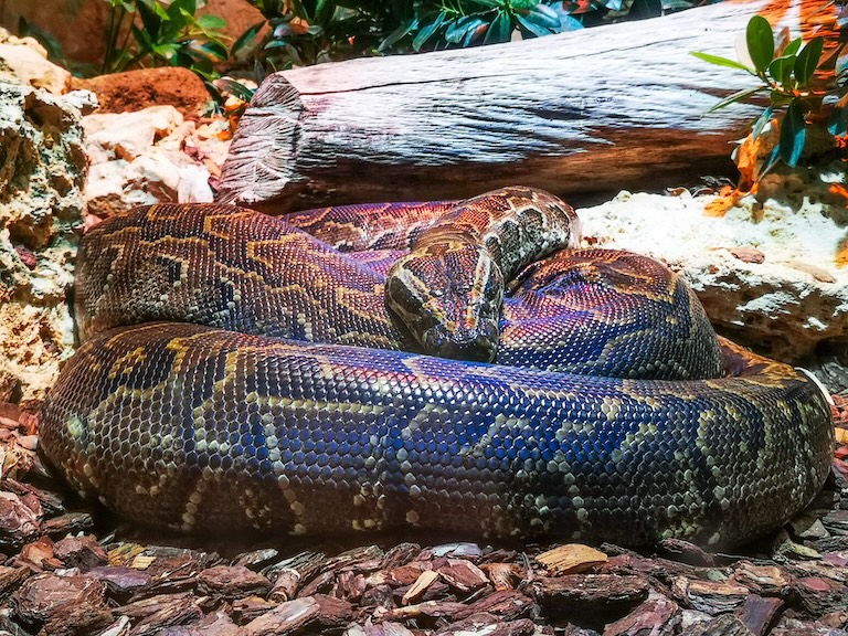 african rock python 
