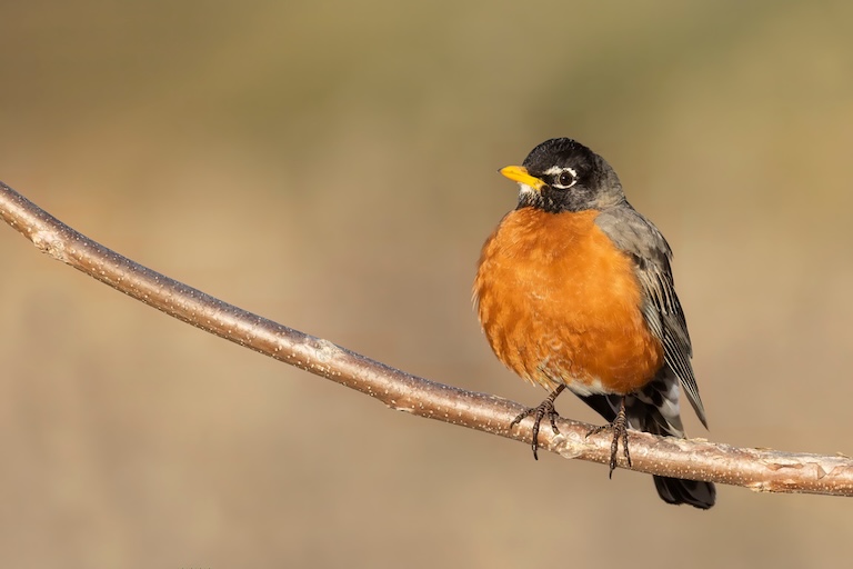 american robin
