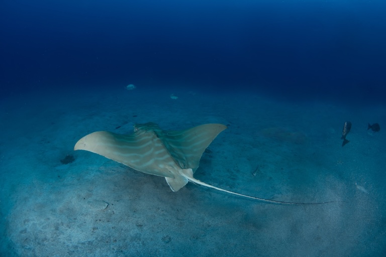 bull ray