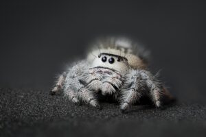 Regal Jumping Spider Facts - Fact Animal