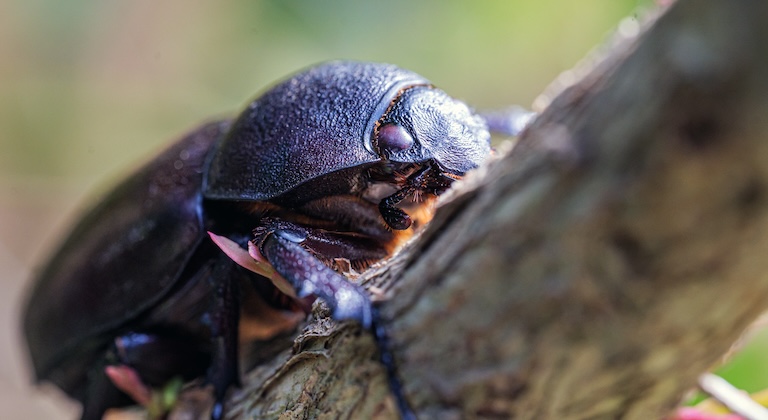 female rhinoceros beetle
