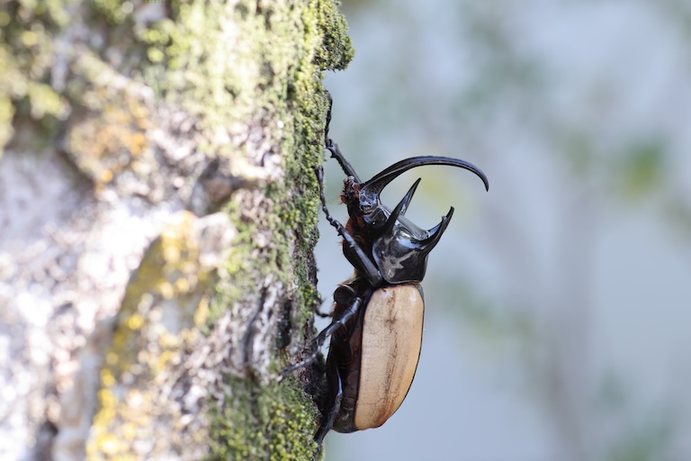 five horned rhinoceros beetle