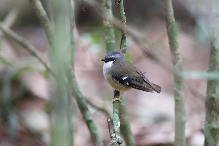 grey-headed robin