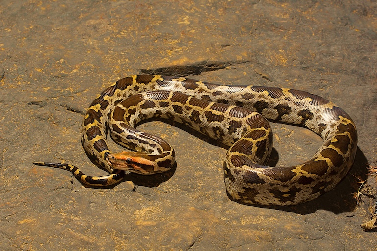 indian rock python