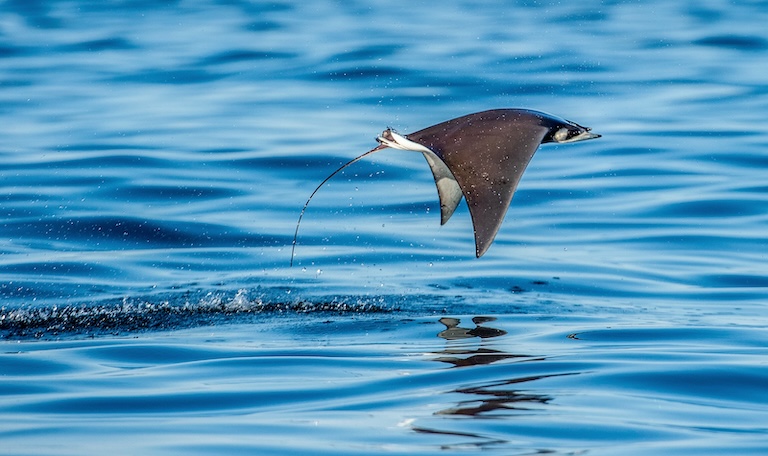 mobula ray