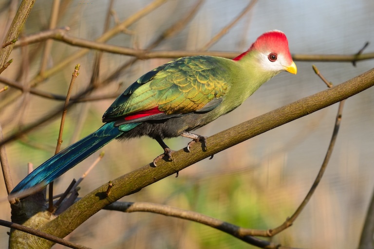 red crested turaco perched