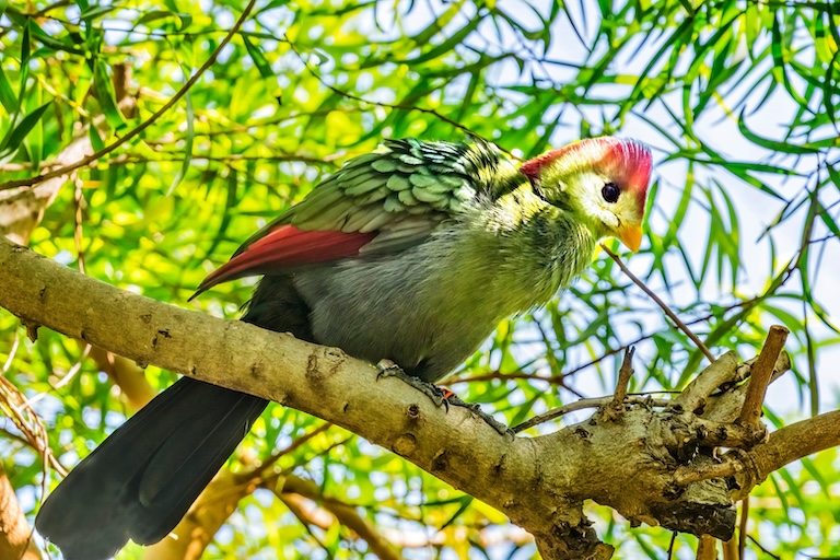 red crested turaco profile