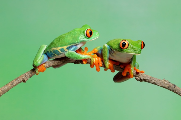 red-eyed tree frog pair