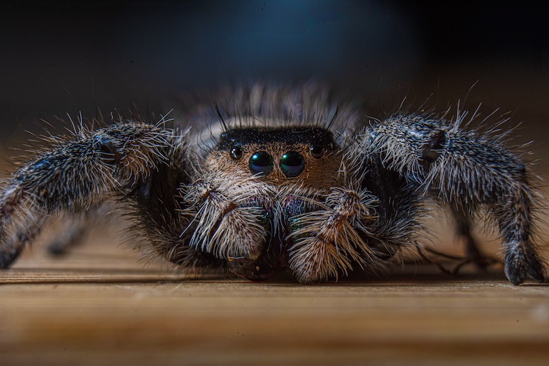 regal jumping spider profile