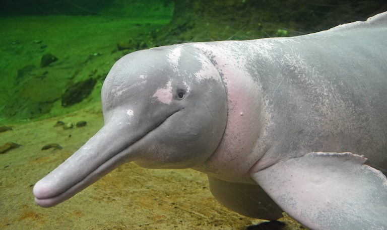 river dolphin close-up