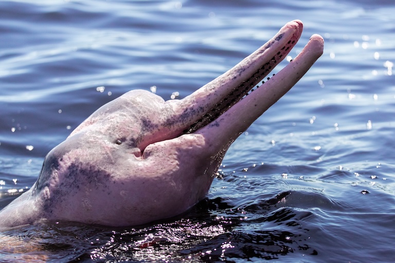 river dophin profile