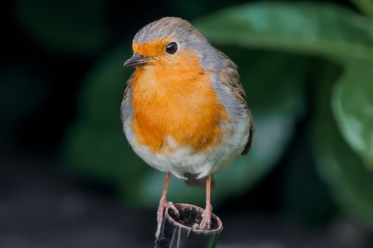 robin perch