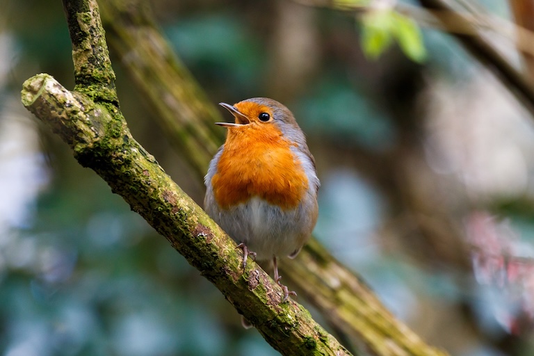 robin redbreast