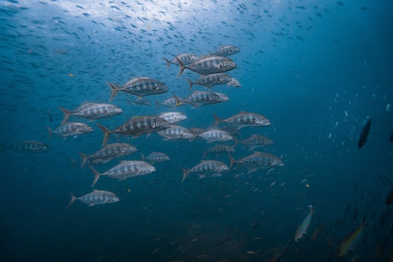 A school of Queenfish 