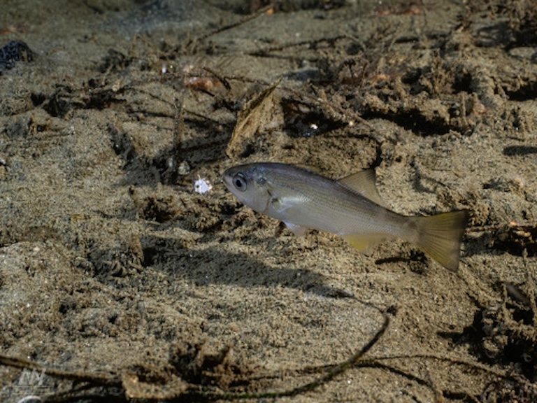 Queenfish at the sea bottom