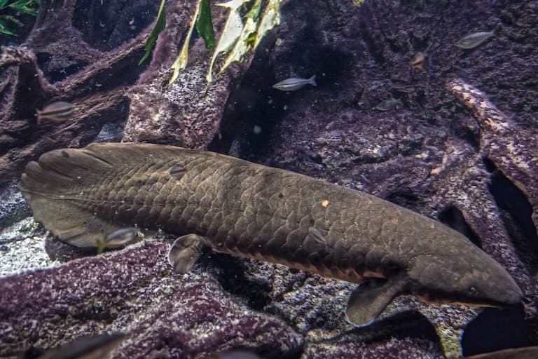Queensland Lungfish in an aquarium