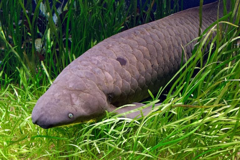 Queensland Lungfish profile view