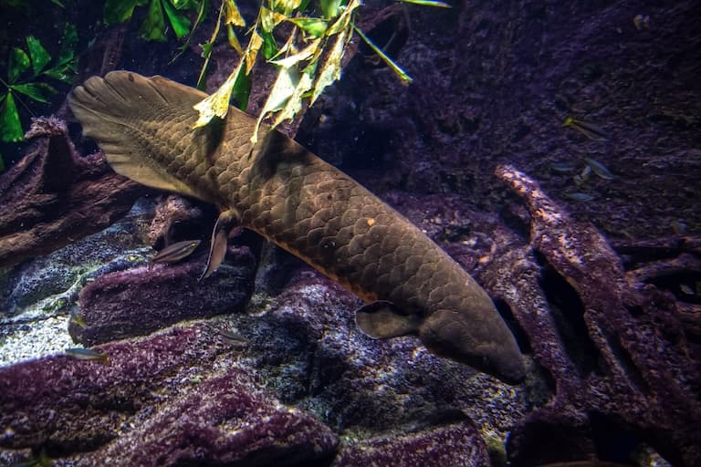 Queensland Lungfish swimming