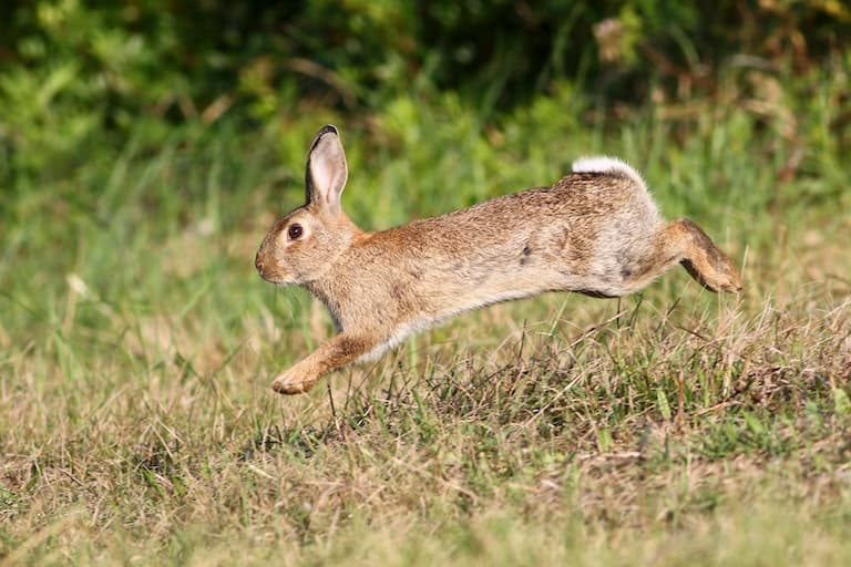 Rabbit jumping in the bush