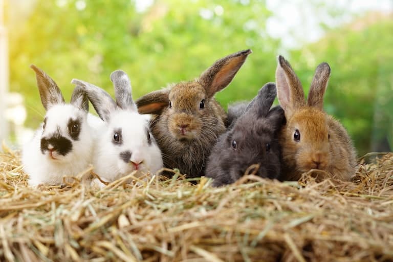 A group of rabbits lying in the hay