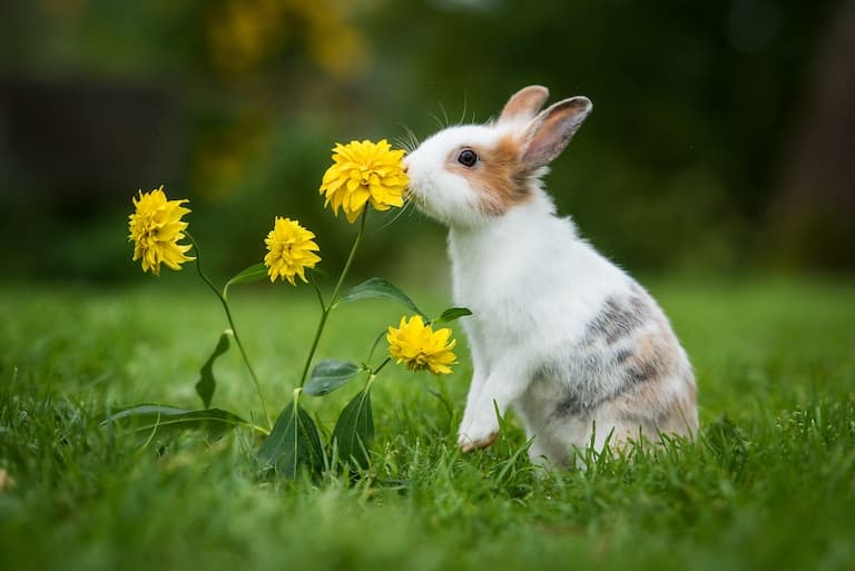 Rabbit sniffing the flowers