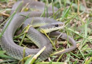 Sprinter Snake Racer Snake Facts - Fact Animal
