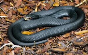 Racer Snake Facts - Fact Animal
