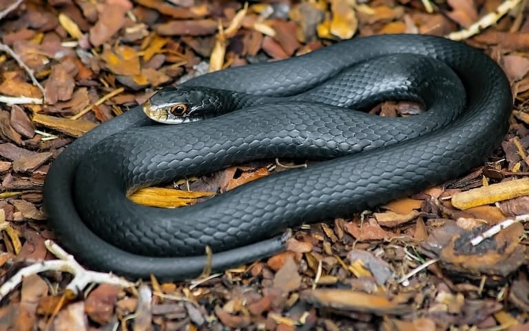 Black racer snake resting in the dust
