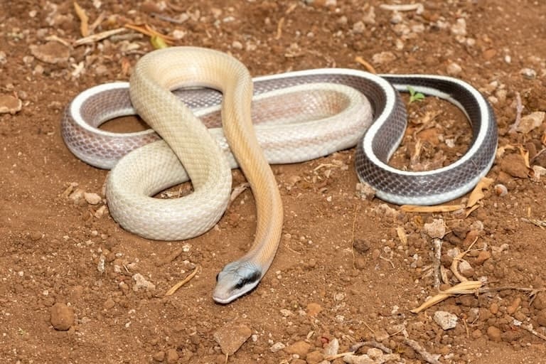 Cave racer snake