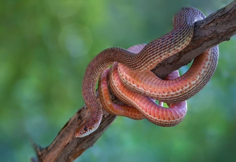 Racer snake coiled around a tree branch 