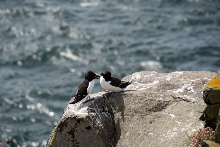 Razorbills resting on the Isle