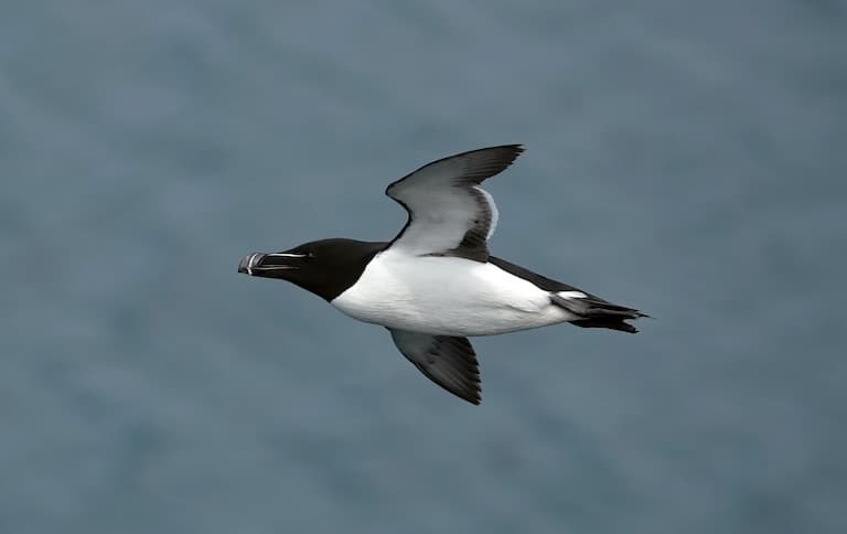 Razorbill in flight above the Ocean
