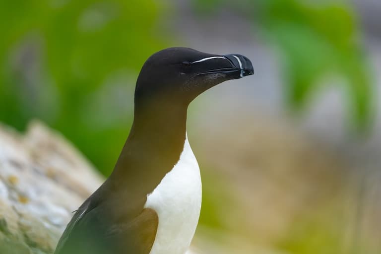 Razorbill profile view
