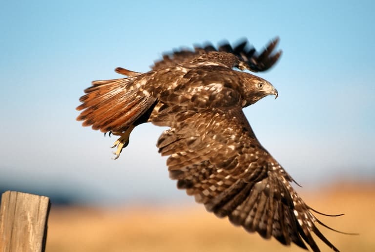 Red-tailed Hawk in Flight