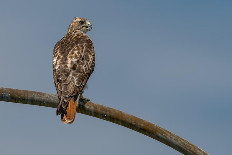 Red-tailed Hawk profile