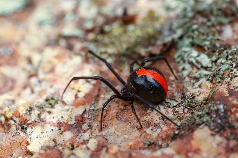 Redback Spider profile