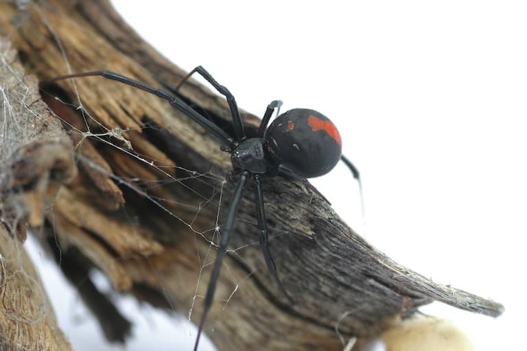 Redback Spider making a web