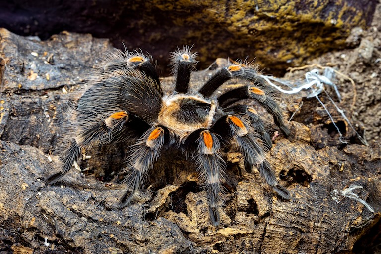 Redknee Tarantula going in to a burrow