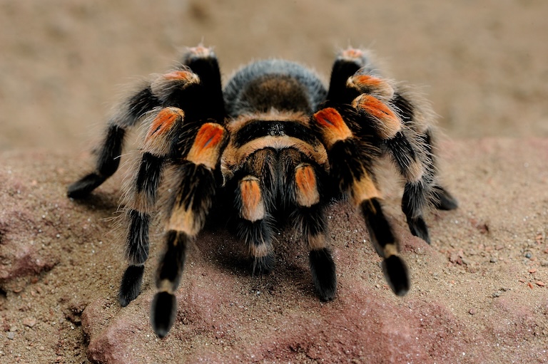 Redknee Tarantula crawling