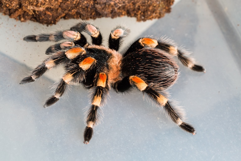 Redknee Tarantula profile