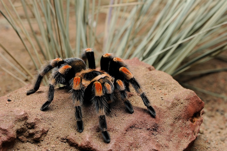 Redknee Tarantula resting on a stone