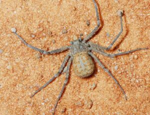 Six-eyed Sand Spider Facts - Fact Animal