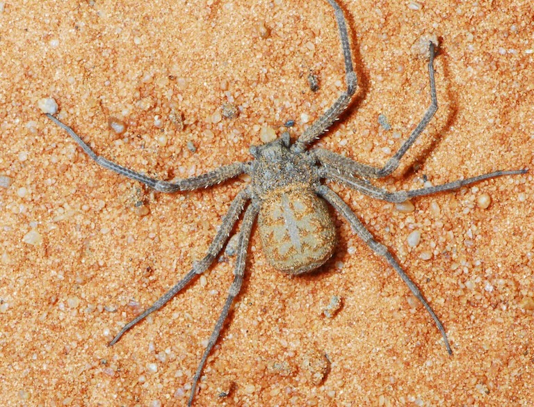 Six-eyed Sand Spider profile