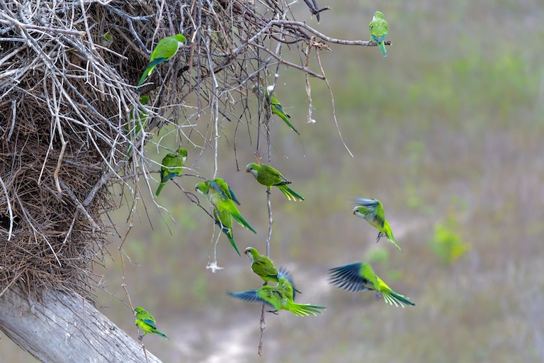 quaker parakeet nesting